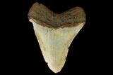 Fossil Megalodon Tooth - North Carolina #124661-2